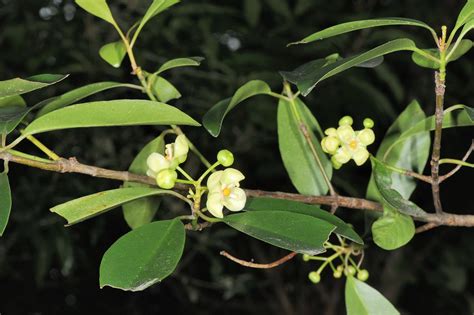 福木果實季節|福木 (Garcinia multiflora)